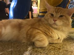 -more than meow吴止猫主题餐厅(承德 中船汇店)