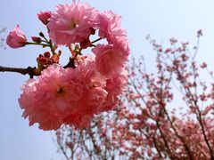 -天适樱花悠乐园