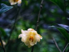 -深圳市中科院仙湖植物园