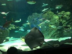 -瑞普利水族馆