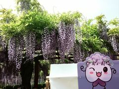 -嘉定紫藤园