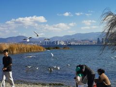 -洱海月湿地公园
