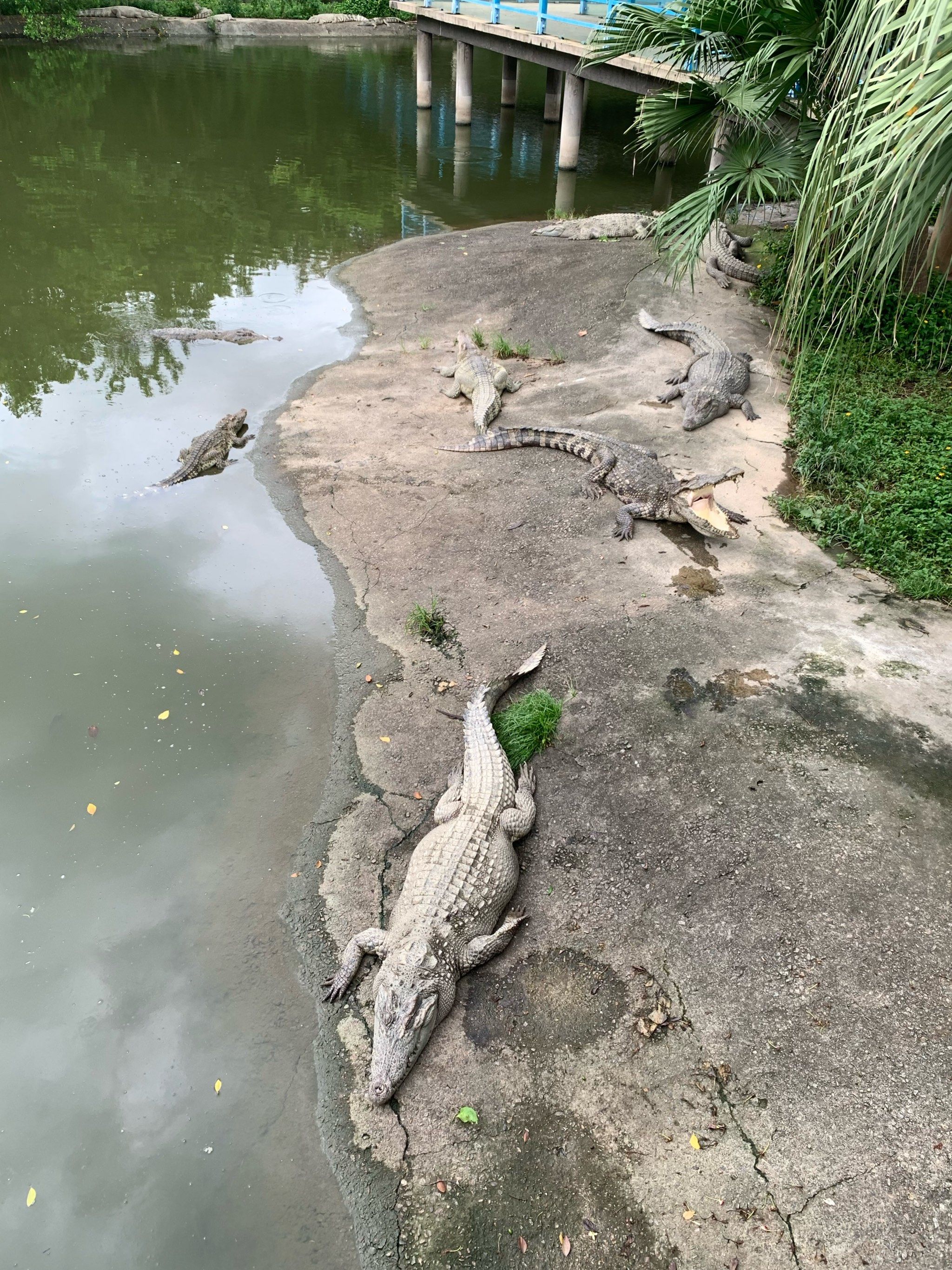 小朋友必去的动物园
