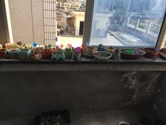 -龙大花卉苗木市场