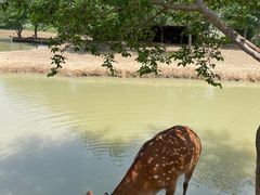 -泗洪洪泽湖湿地景区