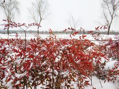 -洨河生态公园