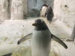-大连圣亚海洋世界