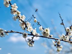 -广州市流溪河国家森林公园