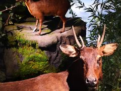 -四川大学博物馆