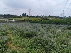 -紫颐香薰山谷景区
