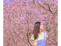 -田野绿世界