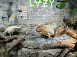 点击看大图 -Zoolung Zoolung动物主题公园(海信广场店)