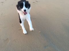 -日照海滨国家森林公园