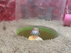 -上海大自然野生昆虫馆(东方明珠·爬宠昆虫探索中心)