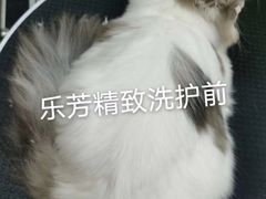 -汪小喵宠物·戴维斯乐芳希施宠馨宝皮毛调理洗护店