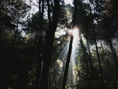 -铁山坪森林公园