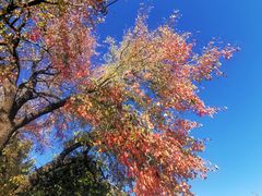 -香山公园