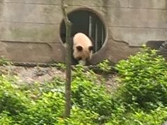 -中国大熊猫保护研究中心雅安碧峰峡基地