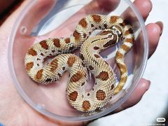 -酷以爬仙阁实体爬宠店·守宫·蜥蜴·专业繁育