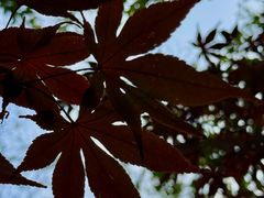 -秋霞圃