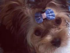 -宠爱国际动物医院· 猫科· 外科·中兽医(长白店)