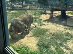 -西霞口神雕山野生动物世界