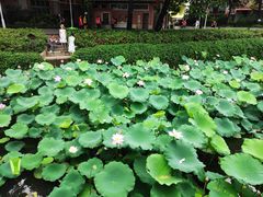 -荔湾湖公园