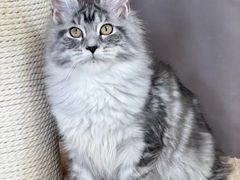 -十年猫舍·猫咪专门店(普陀店)