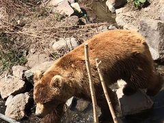-新疆天山野生动物园