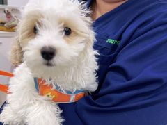 -佳雯宠物医院·皮肤科·内外科(春晓路分院)