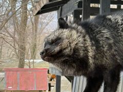 -宫城藏王狐狸村