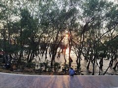 -宝安西湾红树林湿地公园