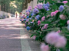 -合肥滨湖国家森林公园