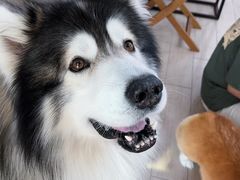 -Dog in Town Ekkamai