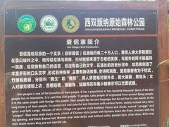 -西双版纳原始森林公园