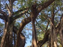 景点-瑞丽独树成林风景区