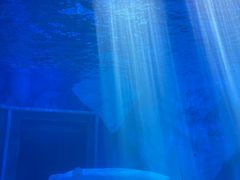 -上海海昌海洋公园-冰山北极馆