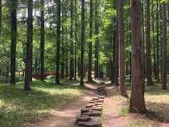 -黄海国家森林公园