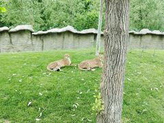 -北京野生动物园