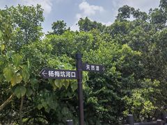 -杨梅坑