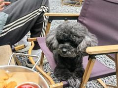 -J Create城市露营咖啡·简餐·宠物(上海动物园店)