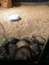 -酷嗒动物文化乐园(cutezoo西溪乐天城店)