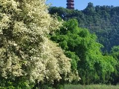 -南沙蒲洲花园
