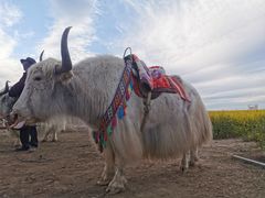 -青海湖国家重点风景名胜区