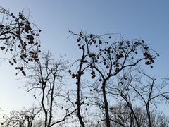 景点 柿子树-北京动物园