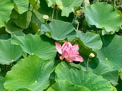 -莲花池公园