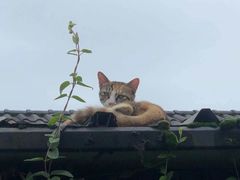 -老杨砂锅鱼庄