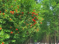 -昆山城市生态森林公园