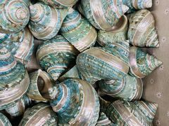 -青岛贝壳博物馆