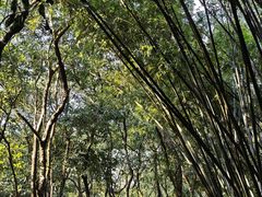 -火炉山森林公园